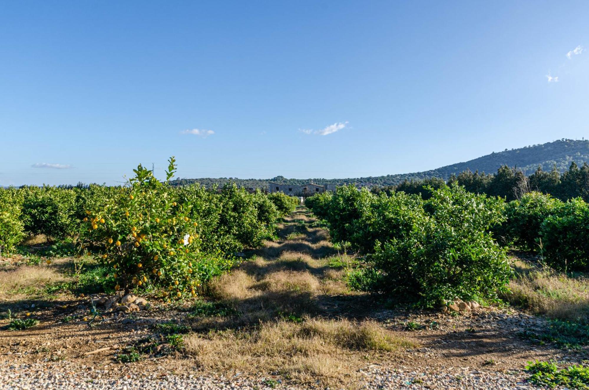 El Limonar De Mallorca - Agroturismo Ballerics Luaran gambar