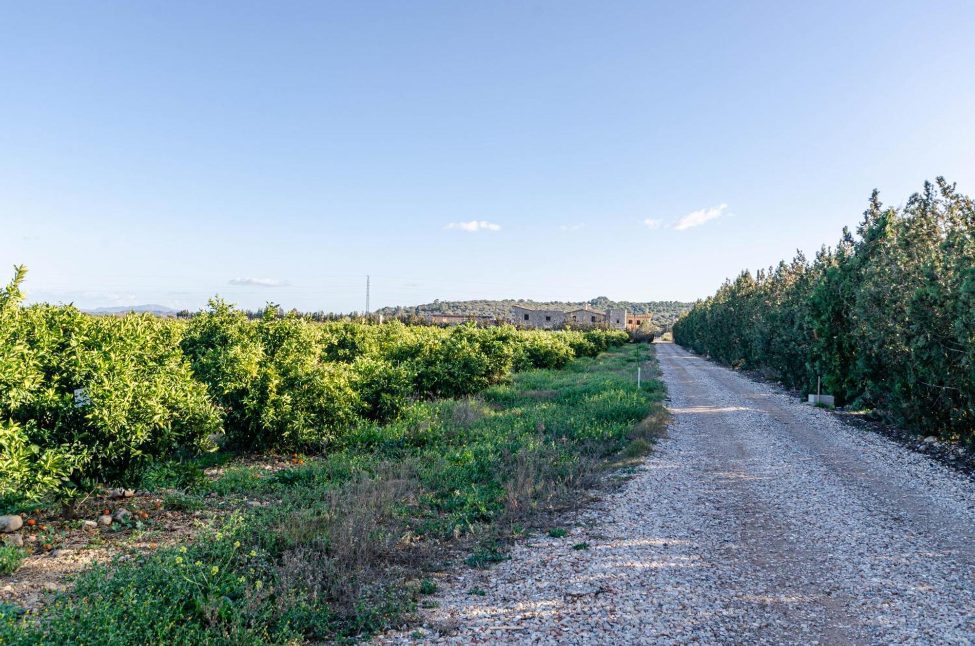 El Limonar De Mallorca - Agroturismo Ballerics Luaran gambar